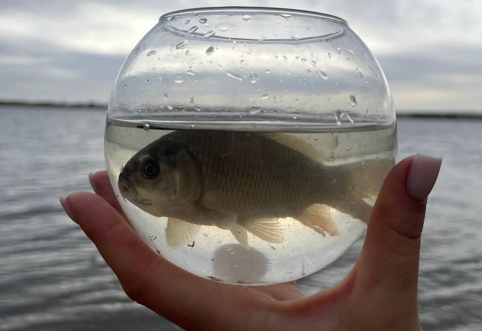 Более 30 тысяч мальков выпустили в Волгу под Саратовом